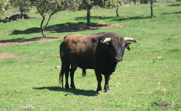 El ministro de Agricultura reitera su apoyo al toro de lidia