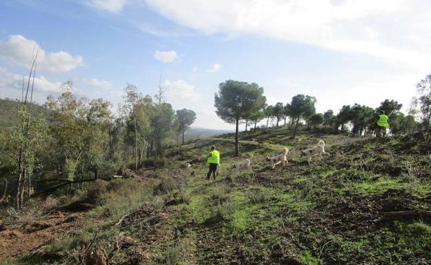 Aprobada la oferta pública de caza en Extremadura