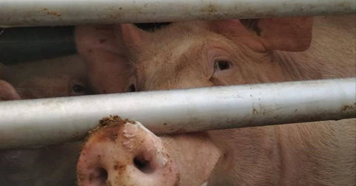 Higuera la Real acoge un curso de bienestar animal en el trasporte