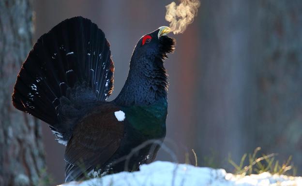 El estonio Remo Savisaar gana el primer premio del Concurso de Fotografía de FIO