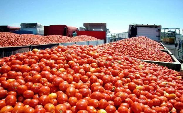 Aguilera (PSOE) pide a Europa frenar la «entrada masiva» de tomate marroquí