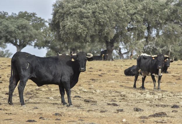 La pandemia retrasa la llegada de los nuevos sellos de calidad