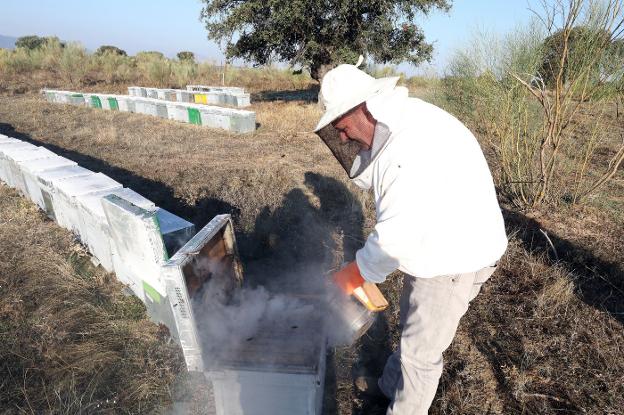 El sector apícola, en la UCI