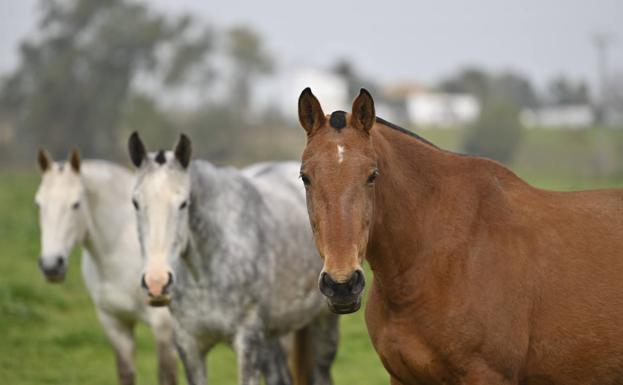 Las ganaderías de equino resisten la embestida de la crisis