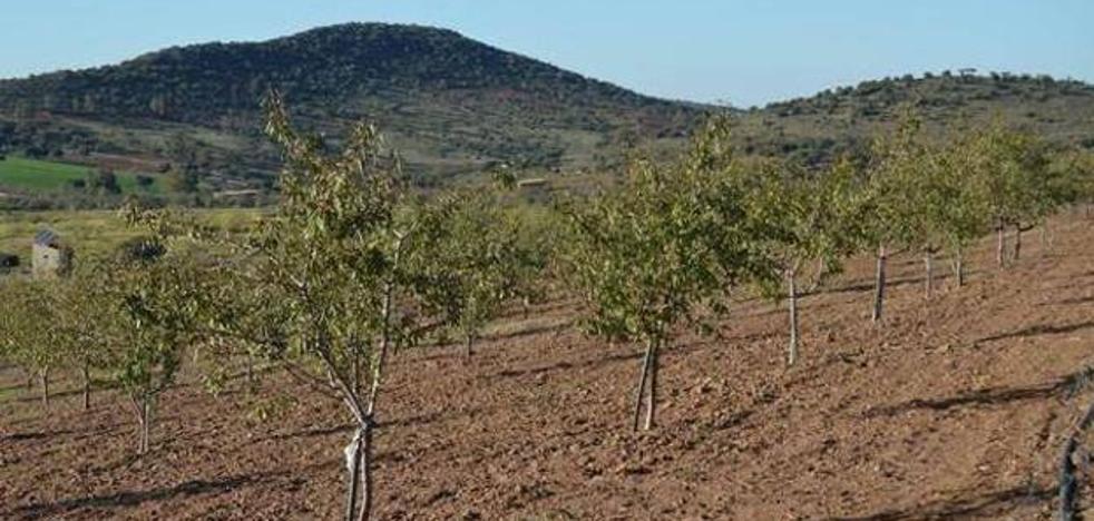 Agricultura edita nuevas fichas técnicas sobre plagas, enfermedades y