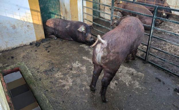 El Censyra subasta 48 ejemplares de ganado porcino raza duroc