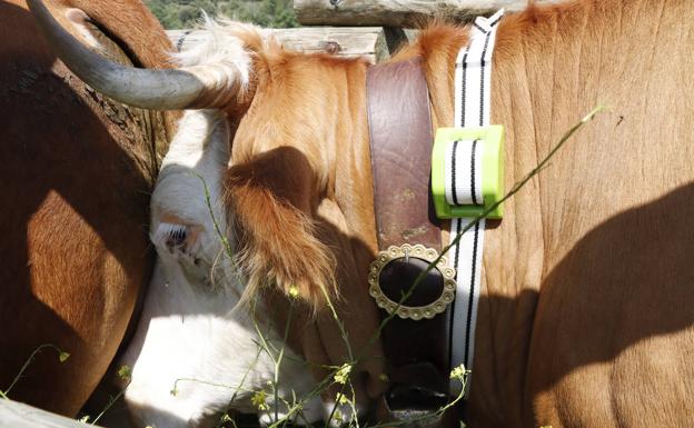 Los ganaderos extremeños se suben al carro de los cencerros digitales