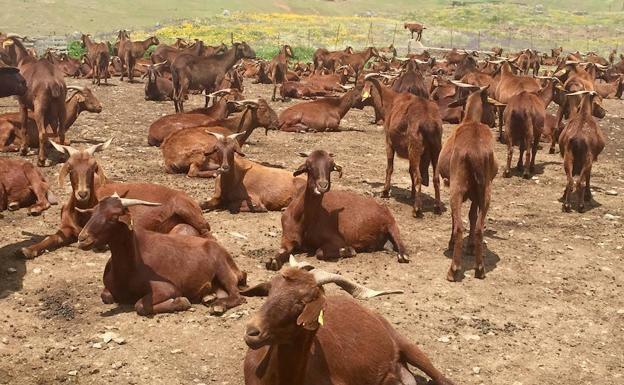 España, libre de brucelosis ovina y caprina