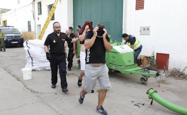 Condenan a quienes montaron la primera nave de cultivo de cánnabis en la ciudad de Cáceres