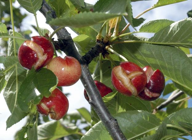 Cerezas dañadas por la lluvia en una campaña pasada. / HOY