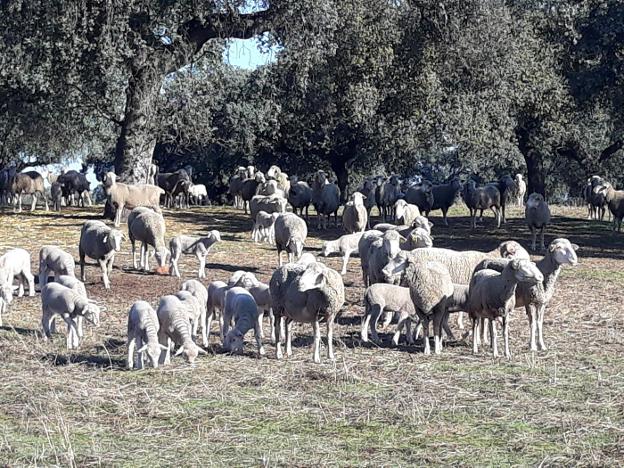 Imitar a la naturaleza para salvar la dehesa