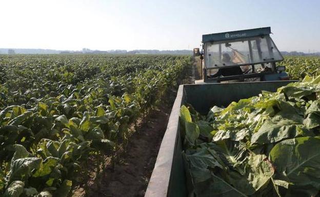 Campaña de la renta 2020: todas las novedades para el sector agrario
