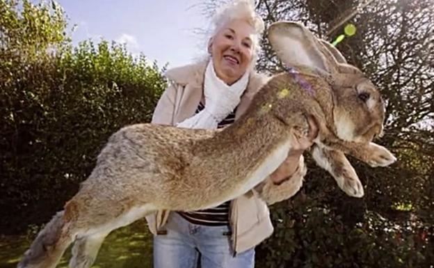 Exconejita busca su conejo gigante