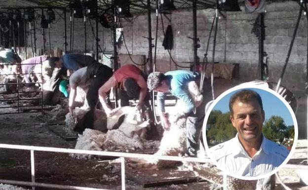Los esquiladores uruguayos aseguran que se han contagiado en Extremadura