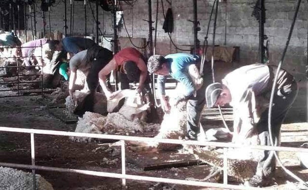 El brote de los esquiladores acumula 48 contagiados de seis municipios