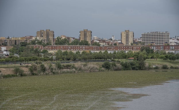 Fragoso: «Es de risa que haya que llamar a la CHG para que retiren el nenúfar»