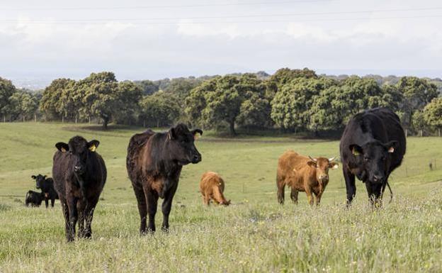 La nueva Ley de Sanidad Animal de la UE ya está en vigor