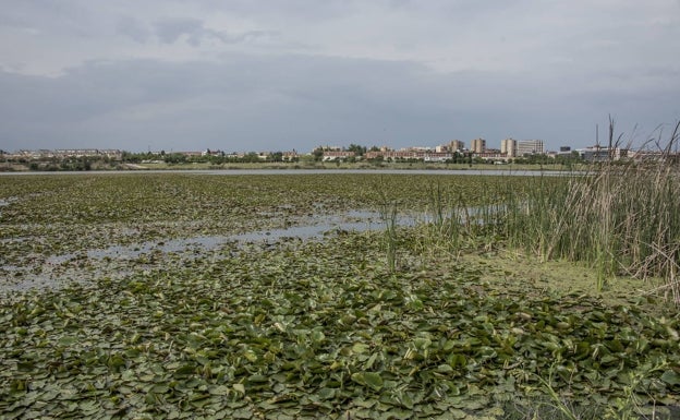 Fragoso pide formalmente a la CHG que limpie el río de nenúfar mexicano