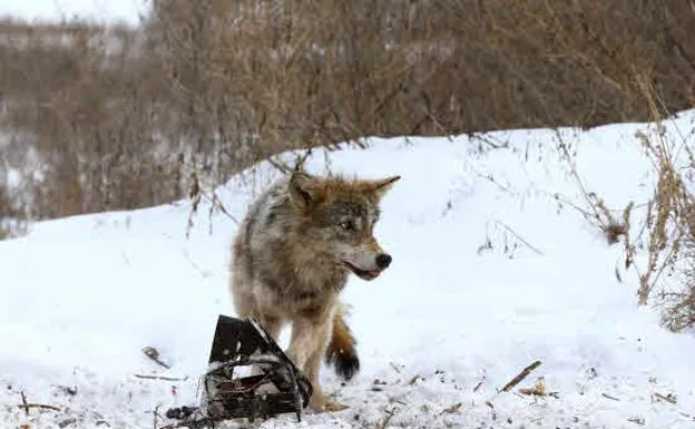 Un lobo en la zona de exclusión de la central de Chernoby/ Vasily Fedosenko