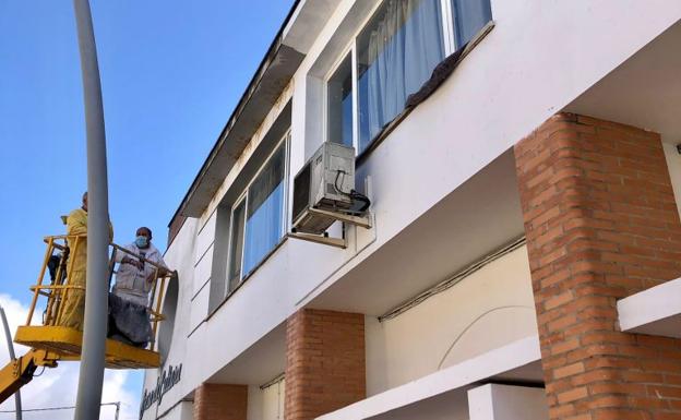 SEO/BirdLife alerta de la destrucción en Valdivia de nidos de avión común, una especie protegida