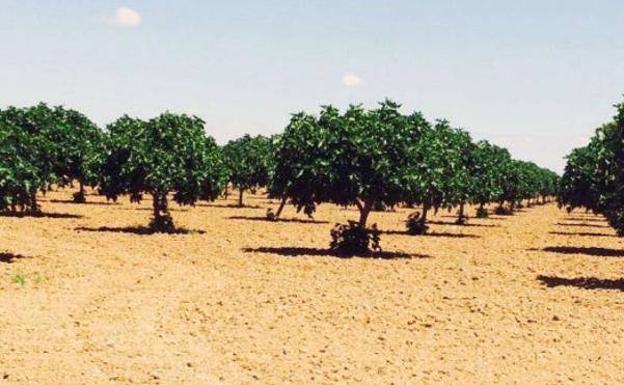 Apag considera «insuficiente» la reducción para agricultores en la declaración de la renta