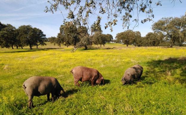 Anunciadas las condiciones de manejo de animales con designación de productos de bellota