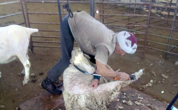 Los esquiladores temen que su vuelta a Uruguay se retrase