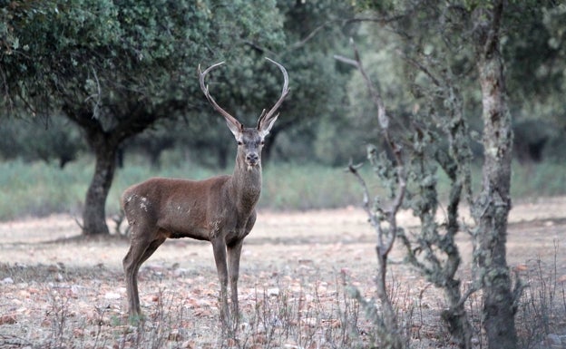 «El sacrificio de 40 animales en Monfragüe se hizo conforme a la ley», afirman los ecologistas