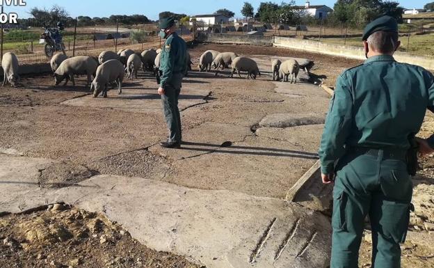 Investigan a cuatro personas por estafar 11.000 euros en la compra de 40 cochinos en Salorino