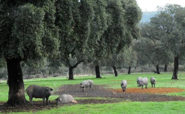 El cordero y el porcino, la cara y la cruz de la ganadería en la crisis del coronavirus