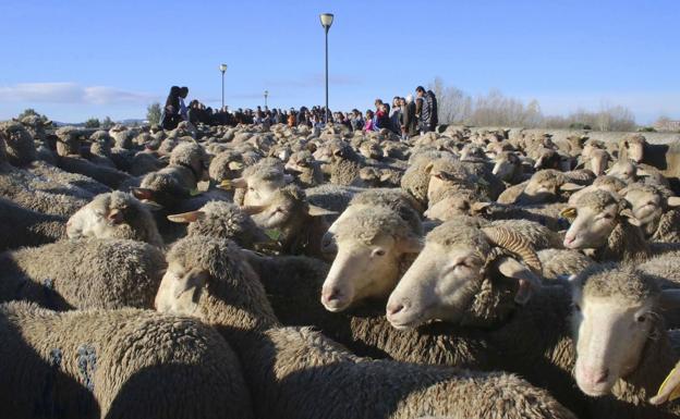 Casas de Miravete recibirá este martes un rebaño de 1.400 ovejas trashumantes