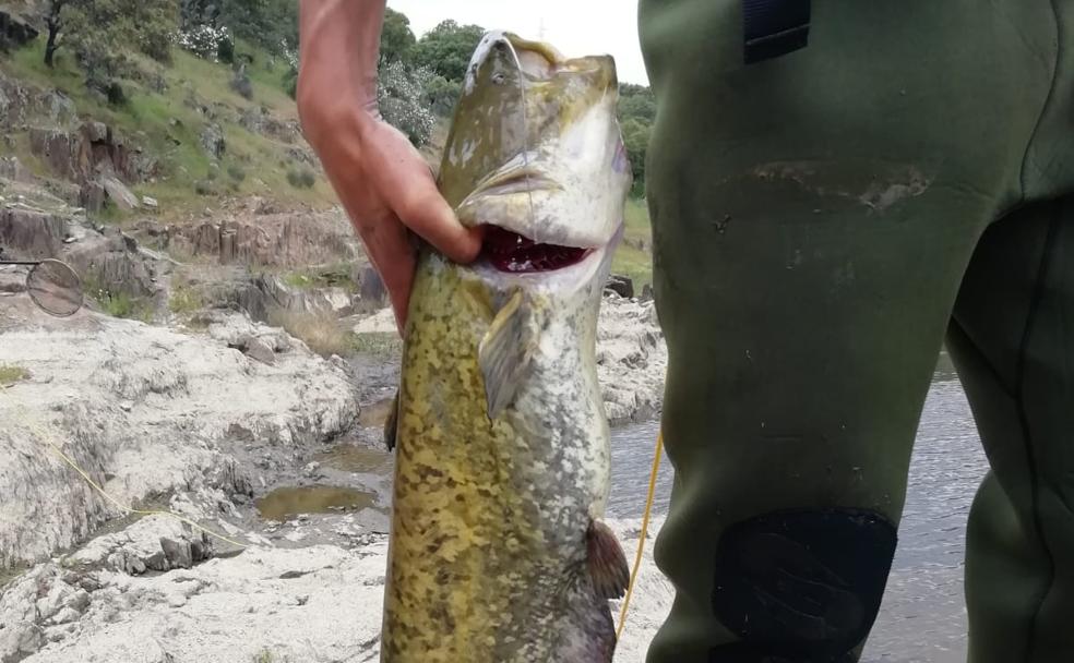 El siluro, un pez indeseable demasiado popular