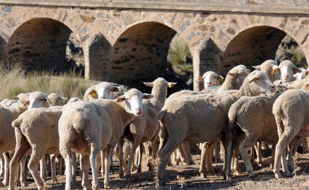 Lonja de Salamanca: los precios del ganado que se han acordado esta semana