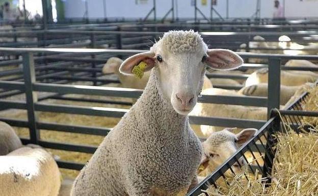 La Diputación de Badajoz participa en la subasta de ganado merino de La Siberia