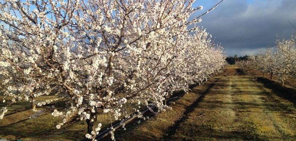 Announced a course on almond and pistachio cultivation techniques in Villafranca de los Barros