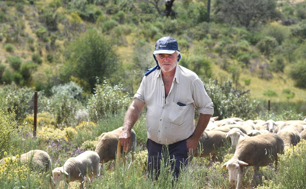 Morgado, el último trashumante
