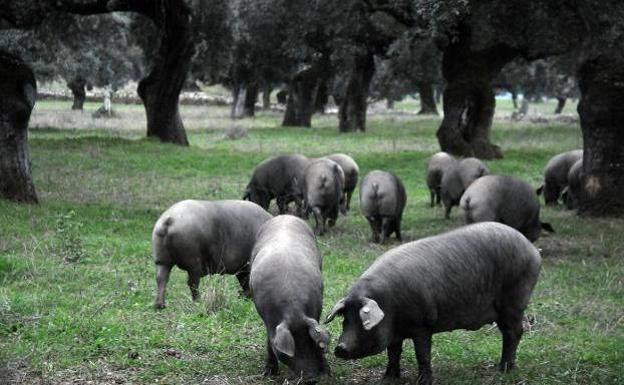 Apag Asaja sale en defensa del sector cárnico frente a la «criminalización» que está sufriendo