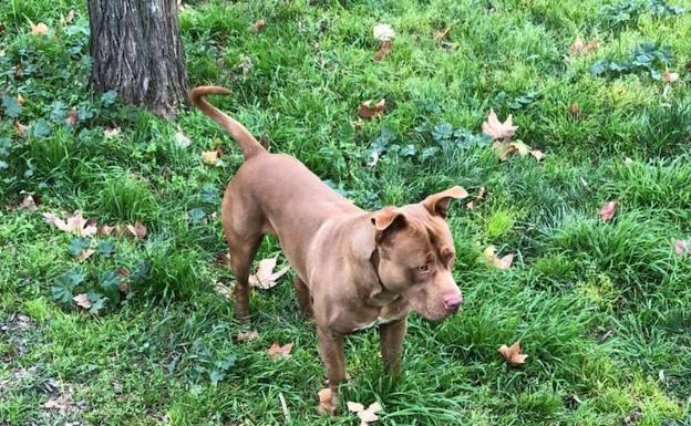 El dueño de un perro que mordió a dos mujeres en Cerro Gordo deberá pagarles 1.500 euros