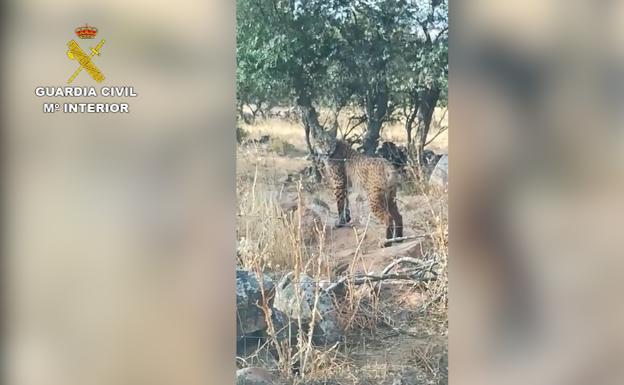 El dueño de una finca de Don Benito irá a juicio por matar un lince ibérico