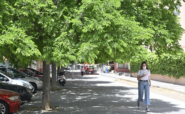 Árboles que necesitan una poda en Badajoz | Hoy