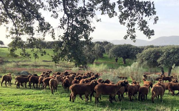 Moraleja ofrece tres ciclos de FP en ganadería y sector agropecuario