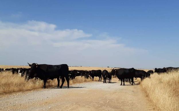 Extremadura cuenta con una veintena de ganaderías trashumantes registradas