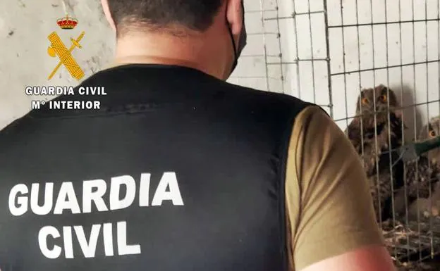 La Guardia Civil encuentra dos búhos reales enjaulados en Higuera de Llerena