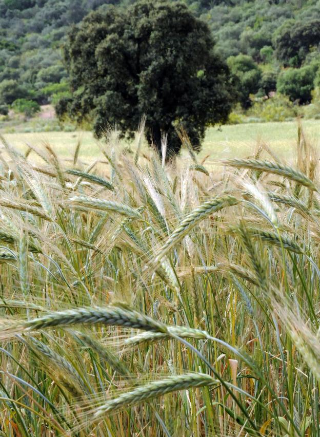 De la oferta y rentabilidad del cereal