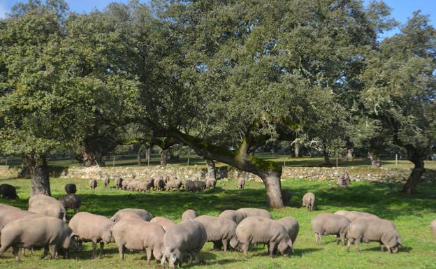 Ver la calidad de un cerdo con el móvil