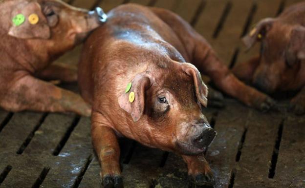 El Censyra subastará 50 lotes de porcino duroc e ibérico en Badajoz