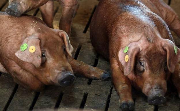 La subasta de ganado porcino de raza duroc e ibérica alcanza casi los 33.000 euros