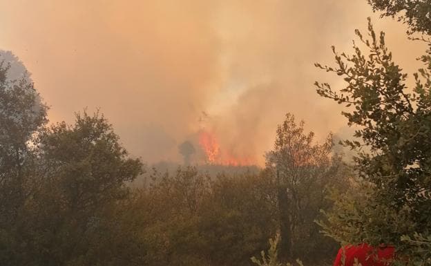 Los incendios forestales calcinan 350 hectáreas en Extremadura la última semana, 280 en Madroñera