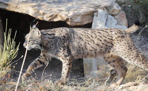 Dos linces mueren atropellados en la región en 24 horas