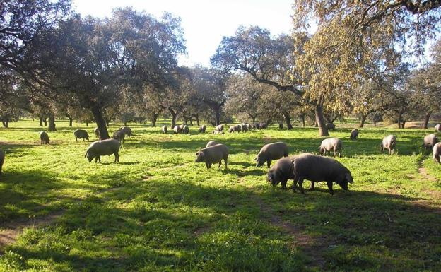 La Junta de Extremadura autoriza movimientos extraordinarios del ganado porcino